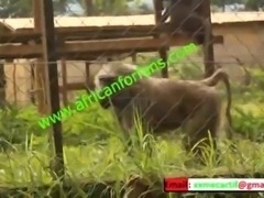 naughty encounter in the Zoological Park of the country in mboa.  xvideos exclusive